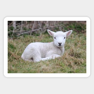 Lamb at rest Sticker